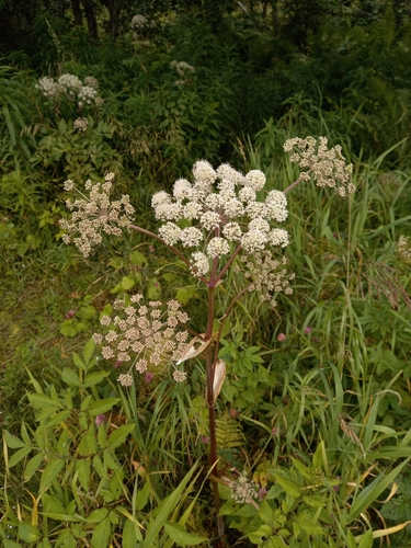 Wild Angelica