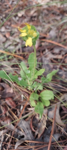Berlandiera subacaulis, photograph 3