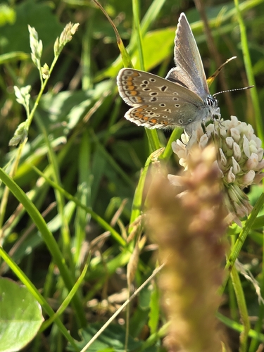 Common Blue