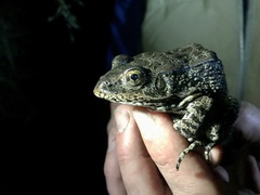 Lithobates capito