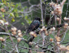 Sturnus vulgaris