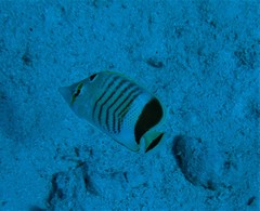 Chaetodon paucifasciatus