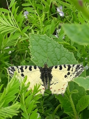 Zerynthia deyrollei