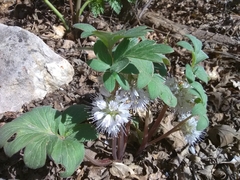 Hydrophyllum capitatum