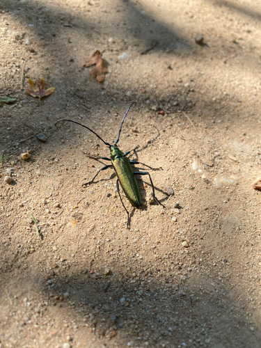 Musk beetle