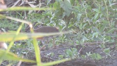 Laterallus melanophaius