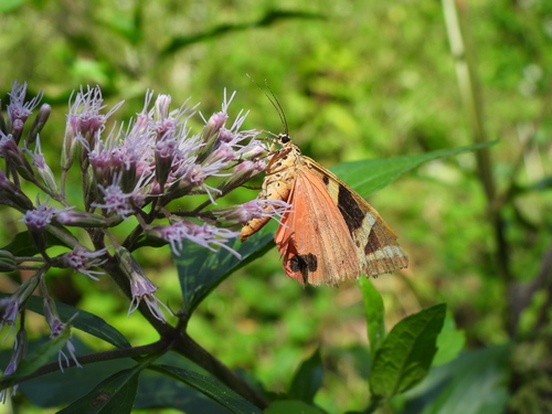 Jersey Tiger
