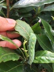 Theretra pallicosta