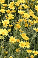 Monolopia lanceolata