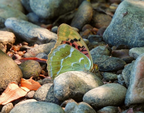 Cardinal Butterfly