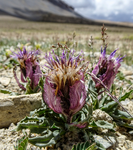 Pink-Bract Saw-Wort (Saussurea bracteata)