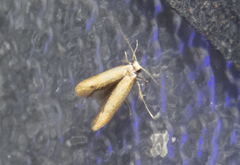 Tischeria quercitella