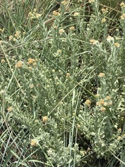 Helichrysum callicomum