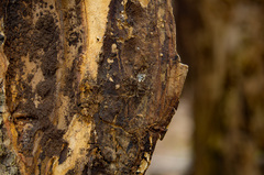 Dolomedes tenebrosus