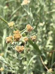 Helichrysum callicomum