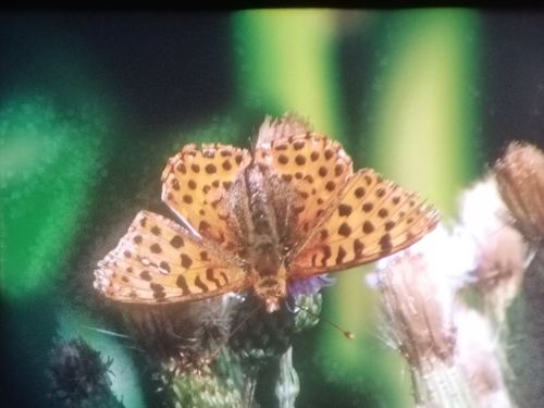 Queen of Spain Fritillary