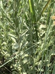 Helichrysum callicomum