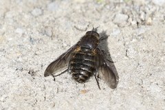 Conophorus nigripennis