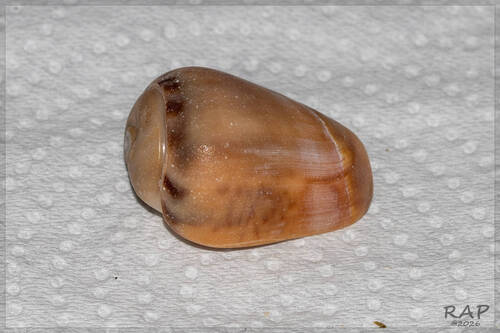 Olivancillaria urceus, 2026-07-28