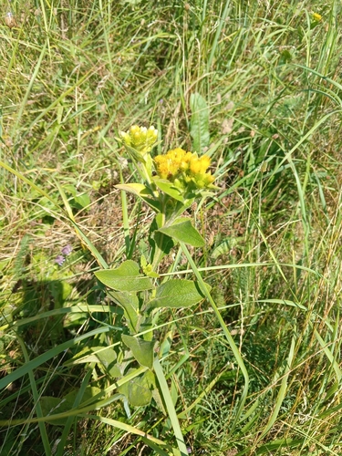 Inula thapsoides