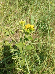 Inula thapsoides