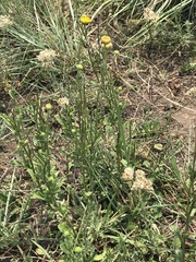 Nidorella podocephala