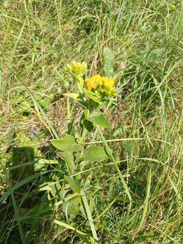 Inula thapsoides, photograph 2