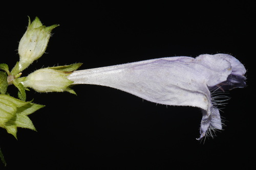 Meehania cordata, photograph 3