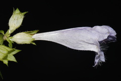 Meehania cordata, photograph (c) Brian Finzel, some rights reserved (CC BY-SA)