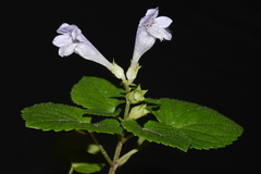Meehania cordata, photograph (c) Brian Finzel, some rights reserved (CC BY-SA)