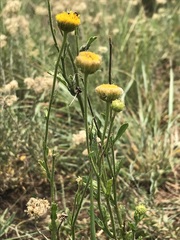 Nidorella podocephala