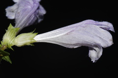 Meehania cordata, photograph (c) Brian Finzel, some rights reserved (CC BY-SA)