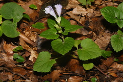 Meehania cordata, photograph (c) Brian Finzel, some rights reserved (CC BY-SA)
