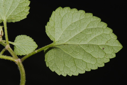 Meehania cordata, photograph 4
