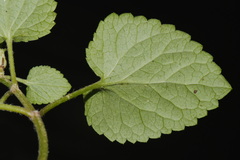 Meehania cordata, photograph (c) Brian Finzel, some rights reserved (CC BY-SA)