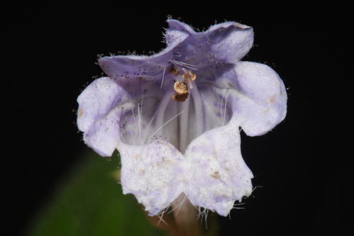 Meehania cordata, photograph 2