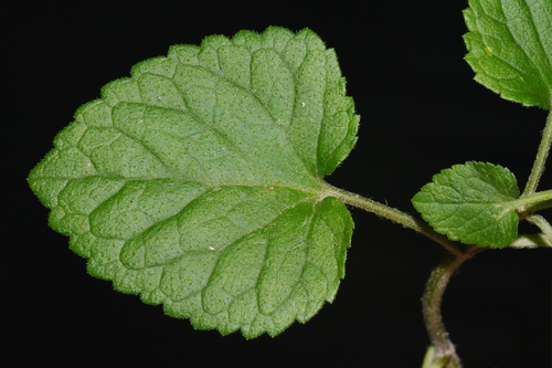 Meehania cordata