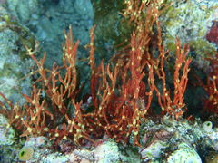 Melithaea