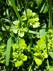 Chrysosplenium oppositifolium
