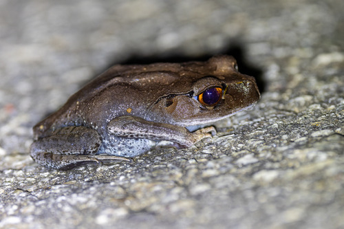 Leptobrachium hendricksoni observed 2026-07-28
