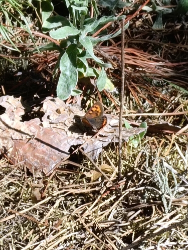 Small Copper