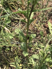 Nidorella podocephala