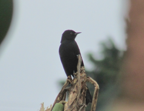 Variable Oriole