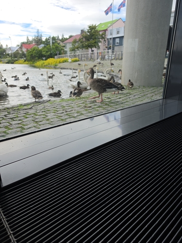Greylag Goose