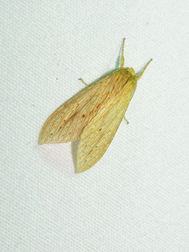 Leucanopsis aurantiaca image