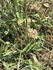 Nidorella podocephala