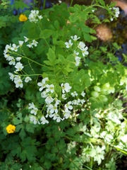 Cardamine amara
