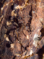 Dolomedes tenebrosus