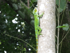 Anolis luteogularis