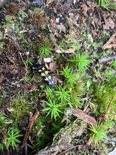 four-banded longhorn beetle